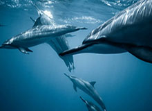 开云体育-阿德巴约22+8雅库乔尼斯22+6 热火客场轻取奇才